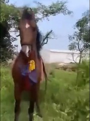 Beautiful brown horse outstanding dance.