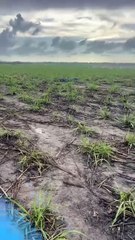 Duas pessoas morrem em acidente com carro de luxo em Maceió