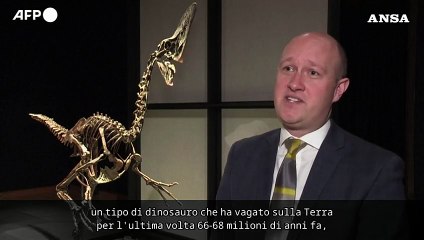Il dinosauro Caenagnathides "Spike" in mostra prima dell'asta a Londra