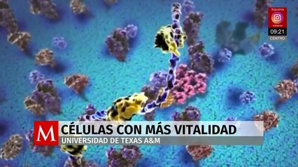 Investigadores de Texas desarrollan método para revitalizar células humanas dañadas