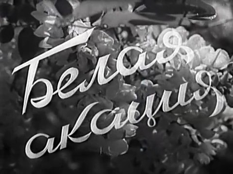 Белая акация.