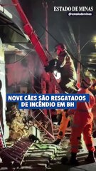 Nove cães são resgatados de incêndio em BH