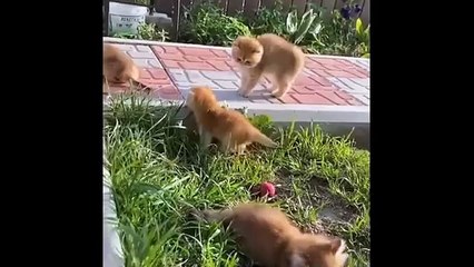 Funniest Cat Reactions Ever 🐱 | Laugh Till You Cry 2025 3.3