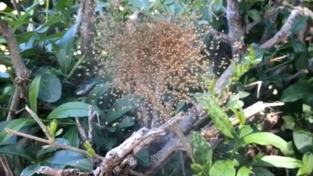 Baby spiders found crawling all around their hidden nest