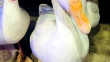 duck
