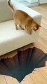 Cat And Dog Afraid Every time viral funny videos