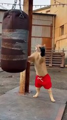 Getting ready to fight with neighbors cat 😂😂😂😂