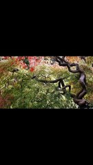 Amazing Woodland Views _✨ Soothing Nature's Beauty!