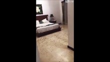 Ne jamais laisser les fenêtres ouvertes la nuit à Bali... Invasion d'insecte