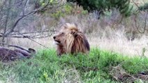 Ce photographe animalier va voir un lion... de beaucoup trop près