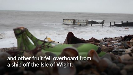 Cruise ship delayed a day after containers of fruit fall into sea