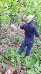 APRENDENDO A CUIDAR DOS PÉS DE CACAU