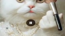 Cats try makeup for first time