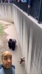 Qu'en pensez vous ? 🤔😲 #dog #gorille #incroyable #chien