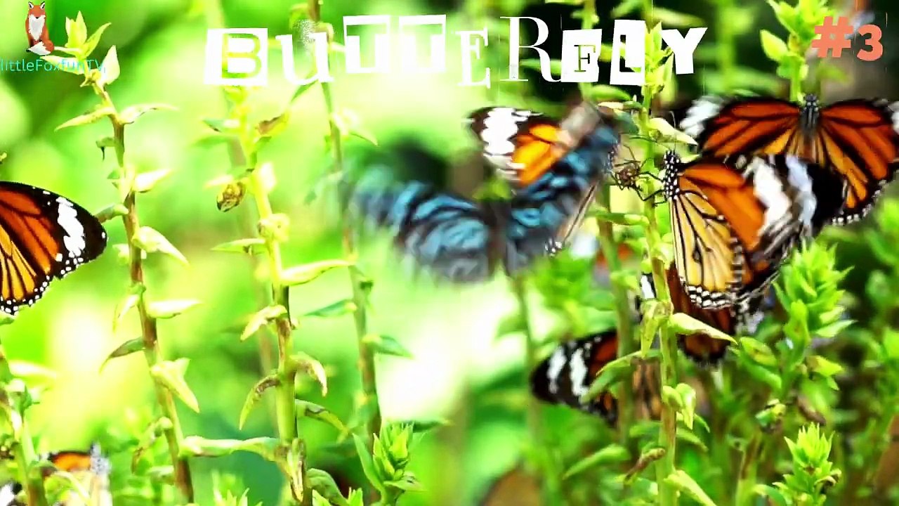 Top 40 Insects & Bugs Name You Need to Know_ English #kidslearning #animals  #insects