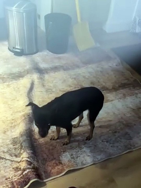 mon chien