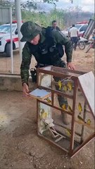 Aves apreendidas em Santana dos Garrotes são devolvidas à natureza