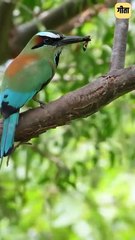 सब जीव हमारे भाई-बहन हैं || आचार्य प्रशांत