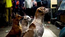 ये भी हमारे भाई-बहन हैं! || आचार्य प्रशांत