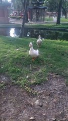 Hermosos los patitos 🦆
