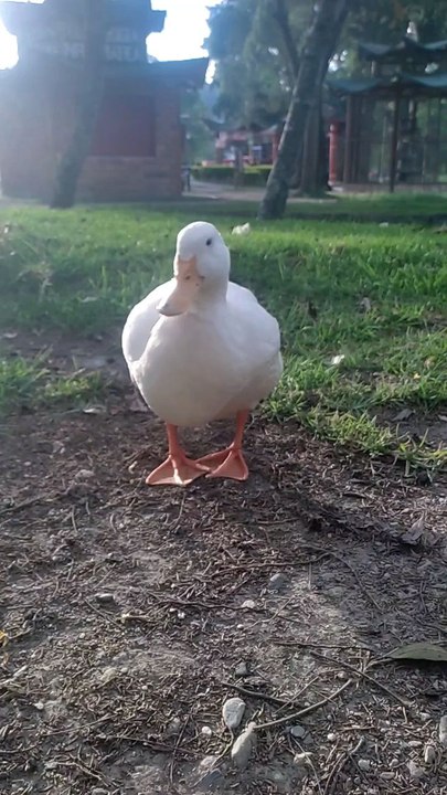 Patitos de modelaje 🦆