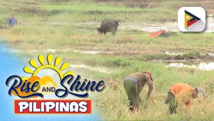 Nasa 400 baka, kayang pakainin sa isang corn farm sa Tumauini, Isabela; Milk Processing Center sa Ilagan City, nakakapag-produce ng 60,000 packs kada araw | ulat ni Vel Custodio