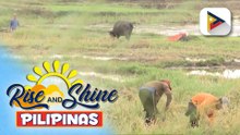 Nasa 400 baka, kayang pakainin sa isang corn farm sa Tumauini, Isabela; Milk Processing Center sa Ilagan City, nakakapag-produce ng 60,000 packs kada araw | ulat ni Vel Custodio