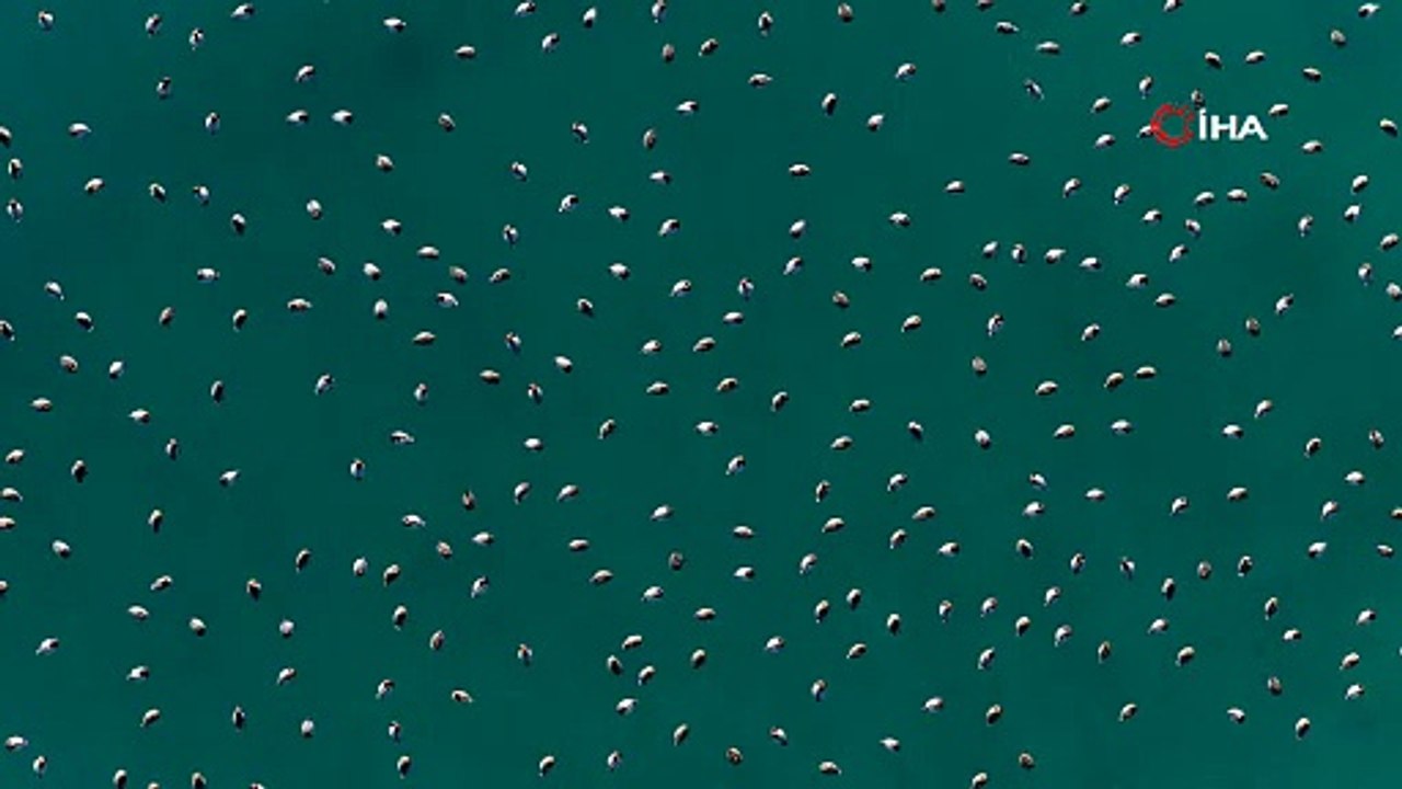 Migratory Ducks Spotted at Salda Lake Türkiye