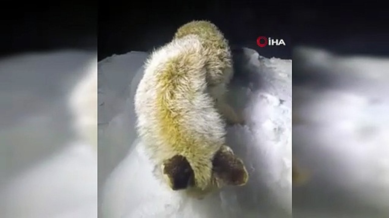 Fox Found Frozen Standing Upright in Yüksekova, Türkiye