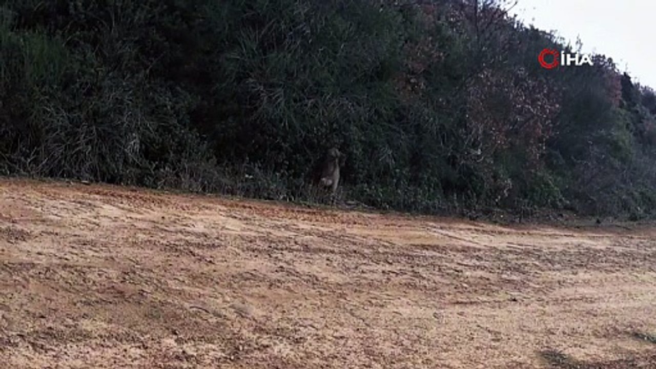 Rare Wildcat Spotted in Northwestern Türkiye