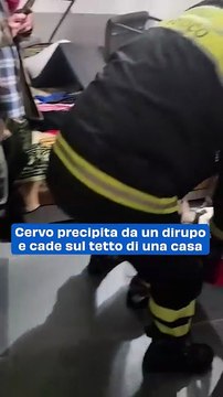 Cervo precipita da un dirupo e cade sul tetto di una casa