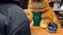 The JUNDGMENT in his eyes… #catsoftiktok #unexpected #worklife #weird #catbarista