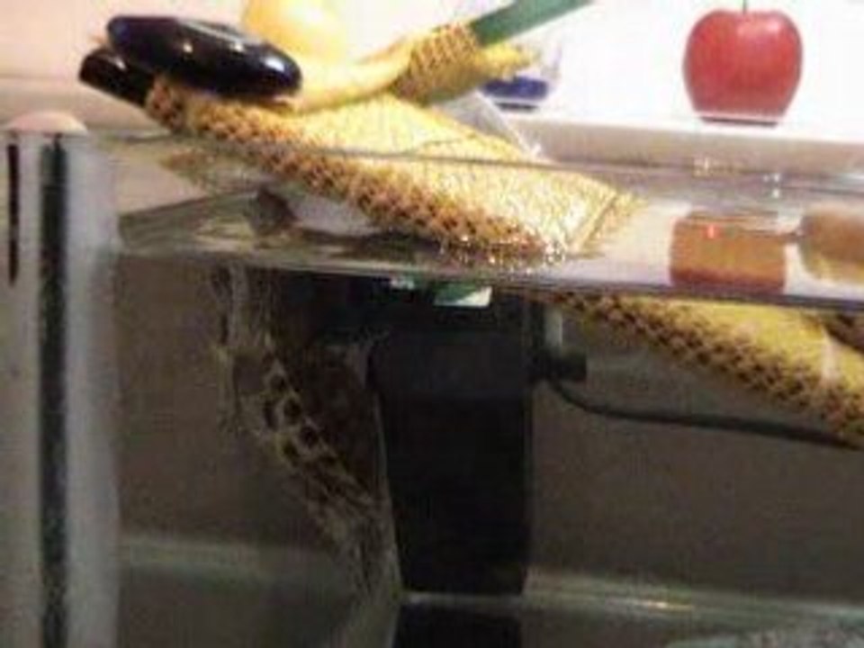 BADEM KAPLUMBAĞA (TURTLE)