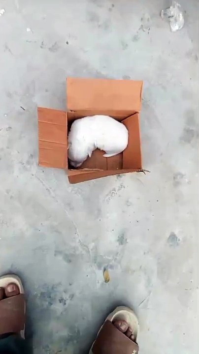 VID-20260202-WA0037