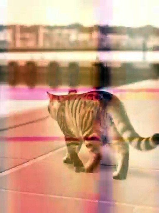 TITANIC-Mythen: Flüchtete Schiffskatze Jenny mit ihren Kitten? (1/7)