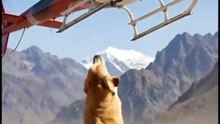 An eagle took a puppy 🦅🐶 What happened next shocked everyone.