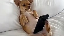 Funny dog