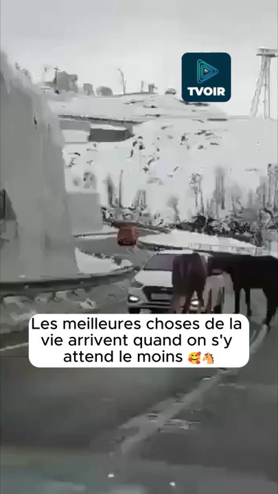 Sur une route de montagne, ils font la rencontre d’un groupe de chevaux 😍🐴