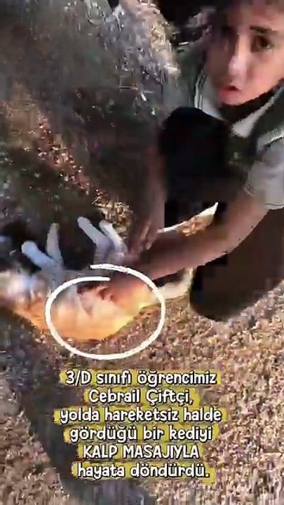 Yoldan geçerken bir çocuğun kalp masajı ile bir kediyi hayata döndürdüğünü gören kadın daha sonrasında kediyi alıp tedavi ettirmiş 👏🏻