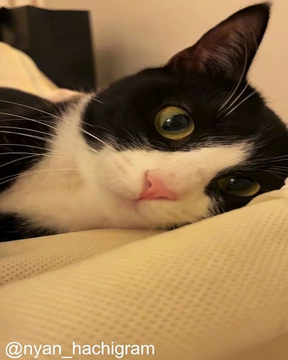 Chats Qui Font du Yoga (ou Presque)_1767520567