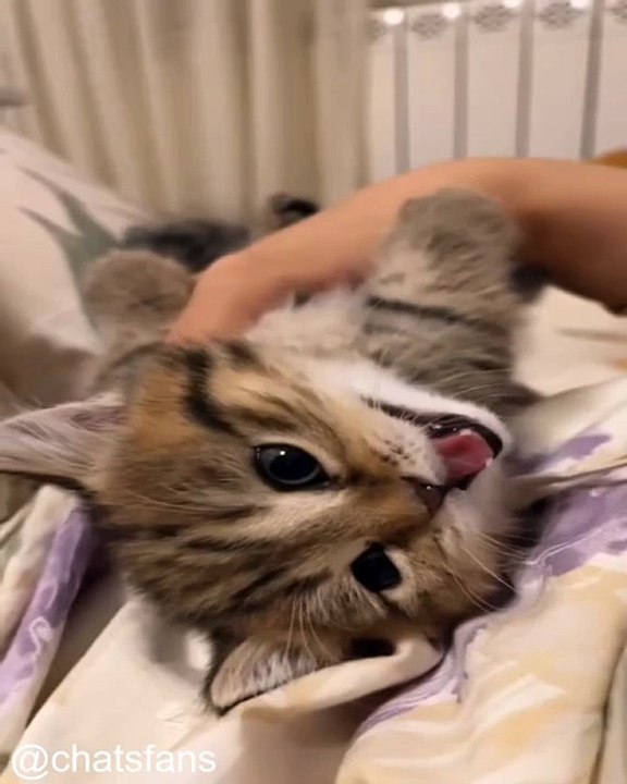 Quand les Chats Chassent des Choses Étranges_1769367659