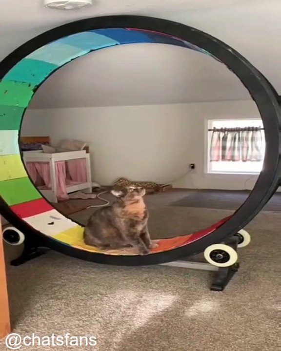 Top 10 des vidéos de chats les plus drôles de l'année_1767520119