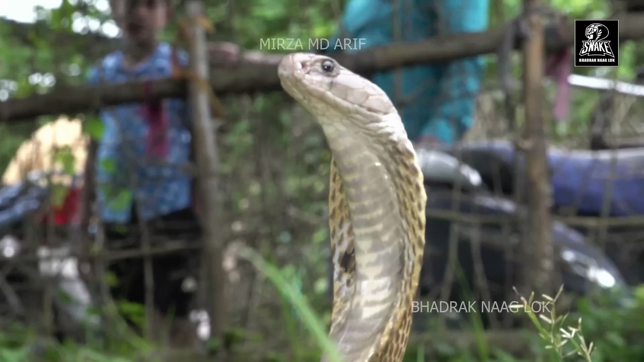 crazy monocled cobra snake