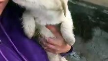 Kanala düşen köpeği kurtardıktan sonra orada mahsur kalan kızın imdadına kepçe yetişmiş 🥲