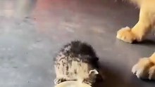 Kavga eden kişilere “kediyle köpek gibisiniz” derler. Oysa onlar bile anlaşıyor, insanoğlu anlaşamıyor.