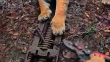 A tiger trapped in a cruel trap… we had seconds to save him 🐅
