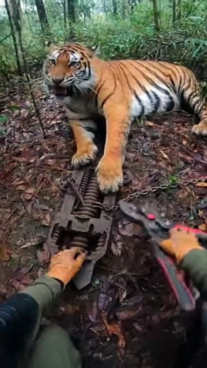 A tiger trapped in a cruel trap… we had seconds to save him 🐅