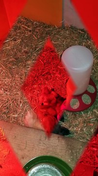 Checking in on the brooder! | #SparklegleamFarm #Chicken #homestead #farmanimals #cute