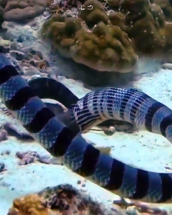Sea snake swallow moray eel whole