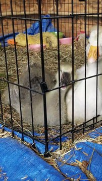 Tooey and Lemongrab are so adorably content with each other. :) | #SparklegleamFarm #Lemongrab #Tooey #farm #geese #farmanimals #soft #cute